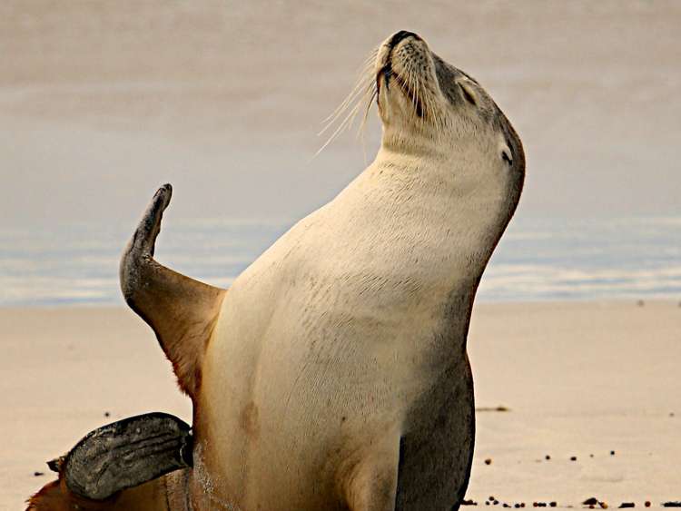 A shot of a sea lion on the beach at Port Grytviken in South Georgia