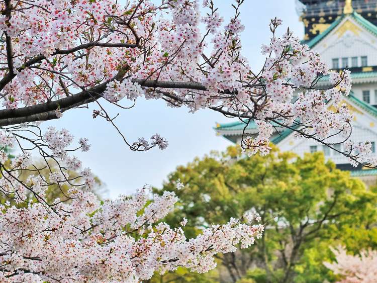 A view through a cherry blossom tree in Port Hakodate Japan