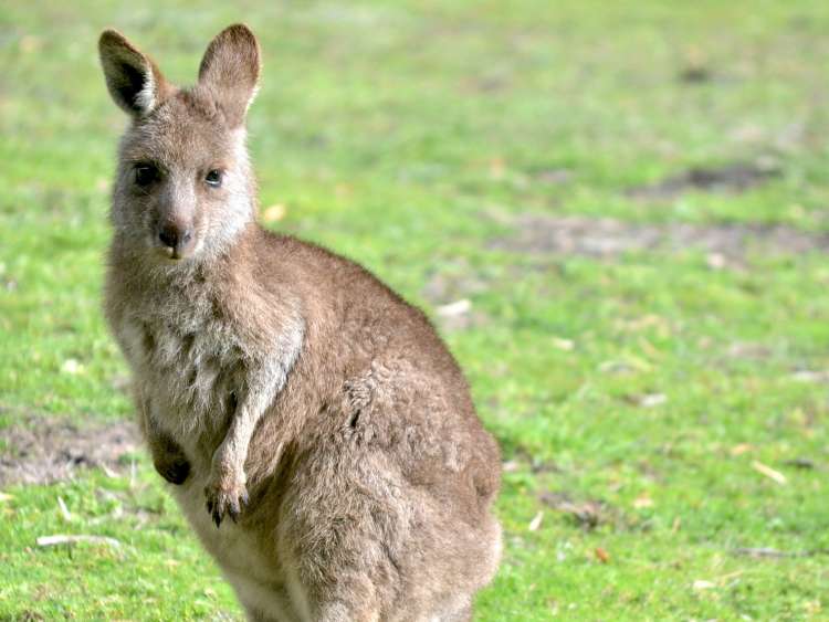 A shot of a kangaroo near Port Penneshaw Kangaroo Island Australia