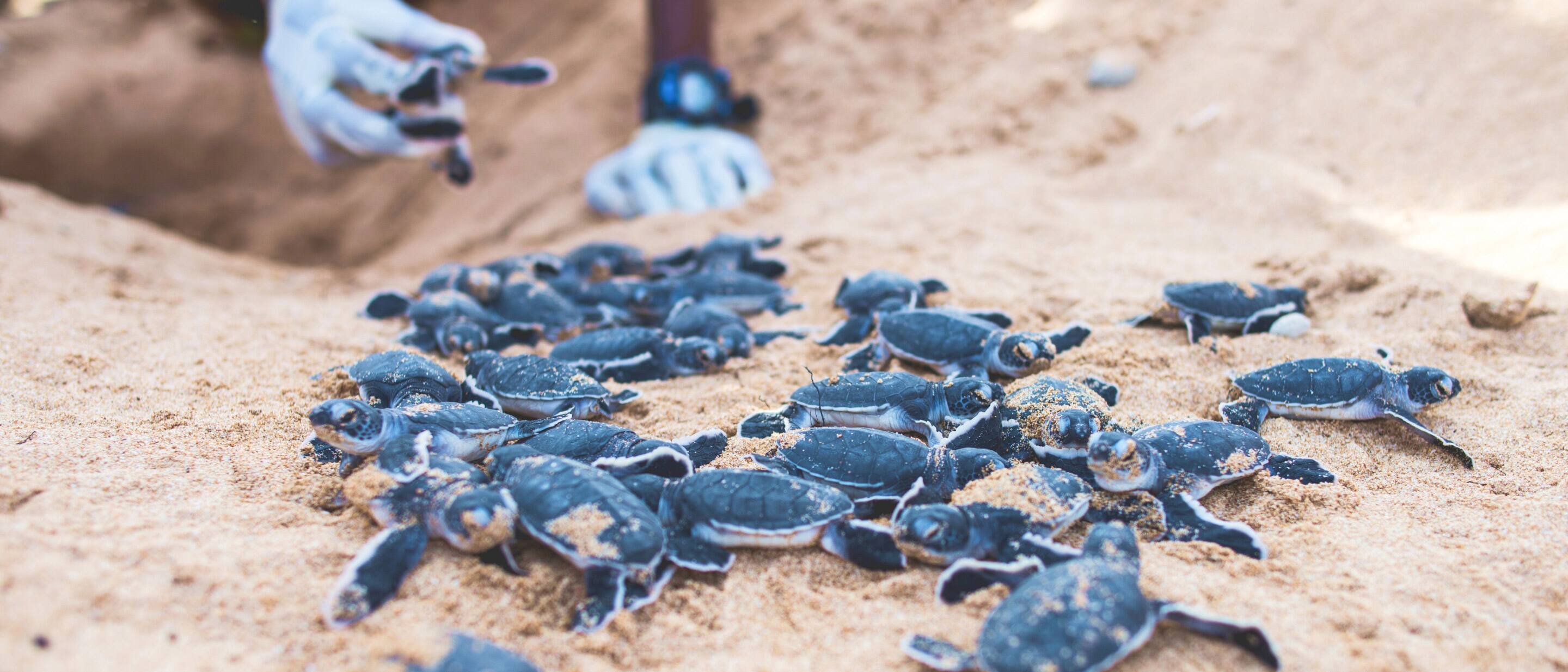 Group of baby sea turtles crawling on sandy beach during hatchling release.