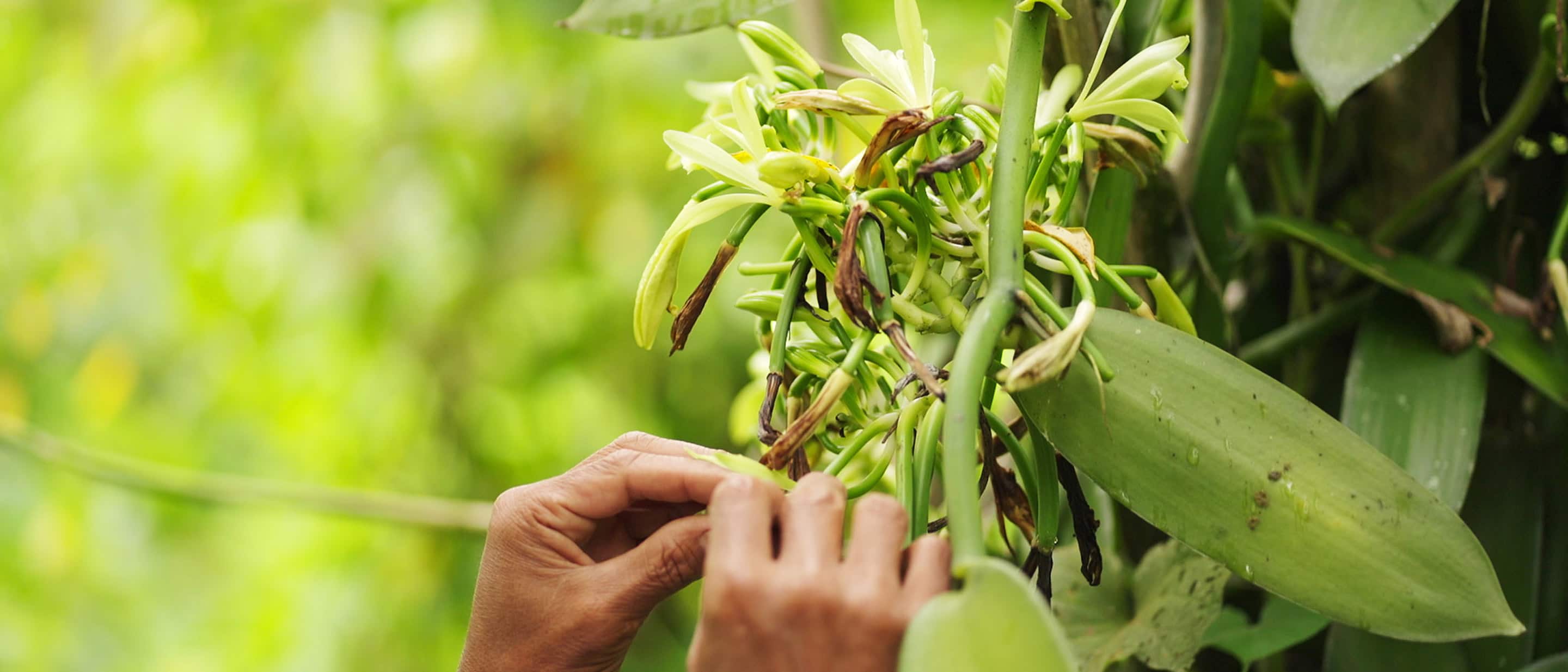 Close-up of hands harvesting fresh green vanilla beans from lush tropical plant.