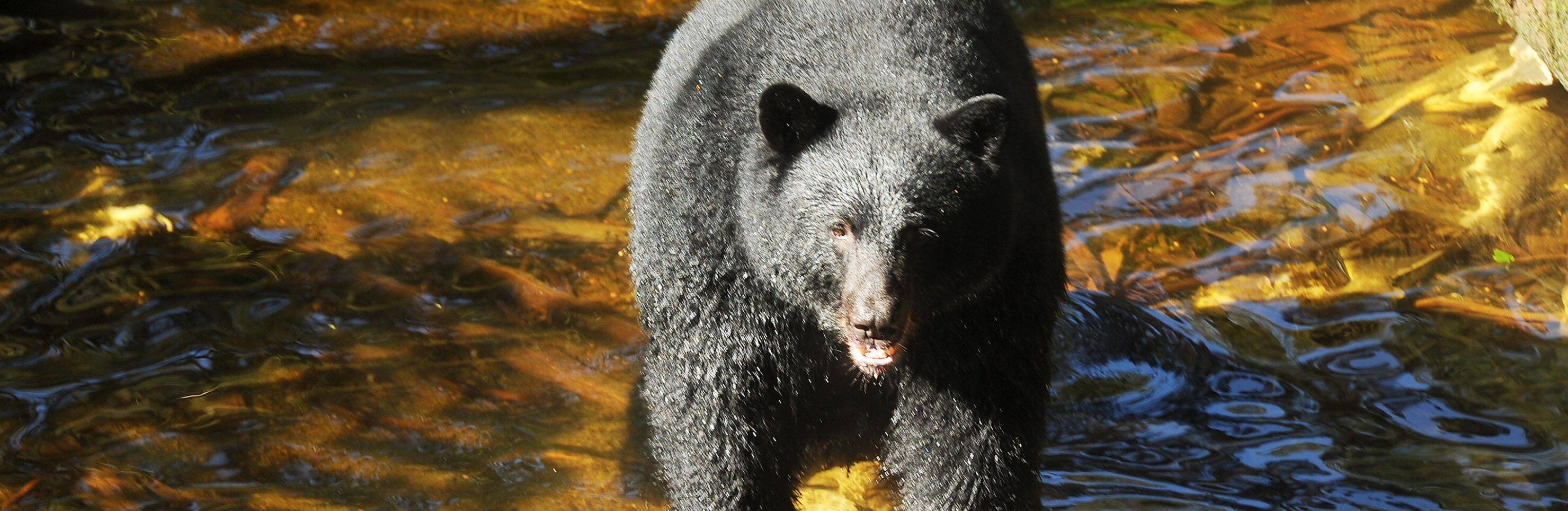 Black Bear, Wildlife & Nature Walk