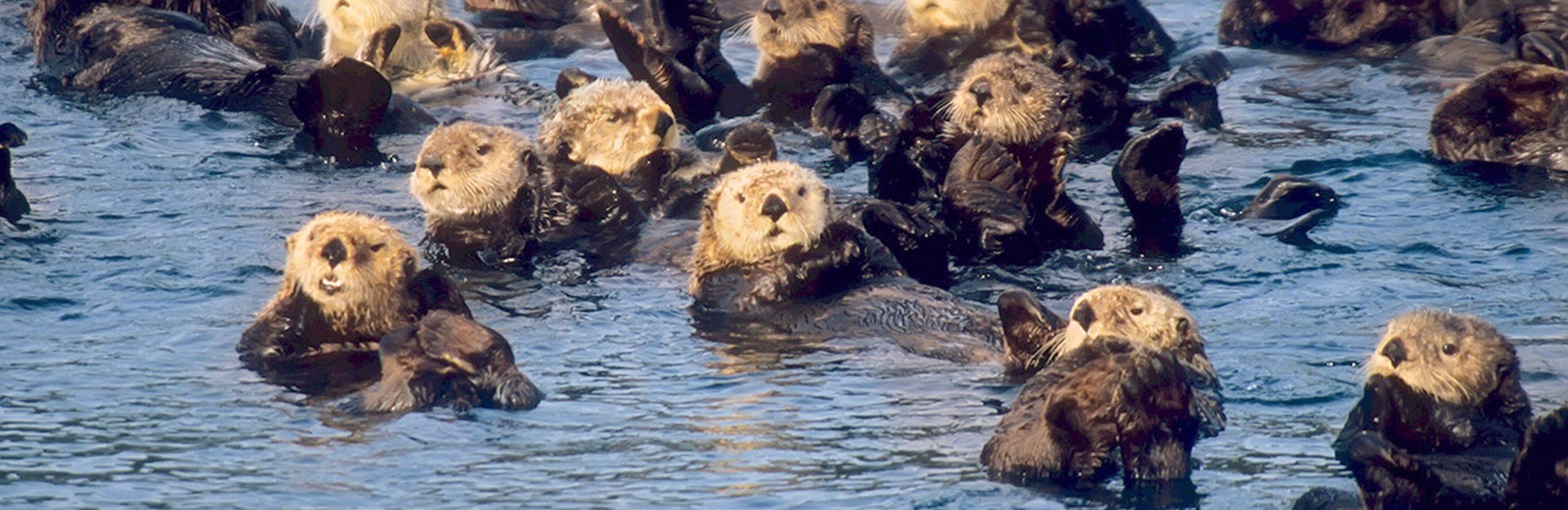 Best of Sitka: Otters, Raptors & Bears