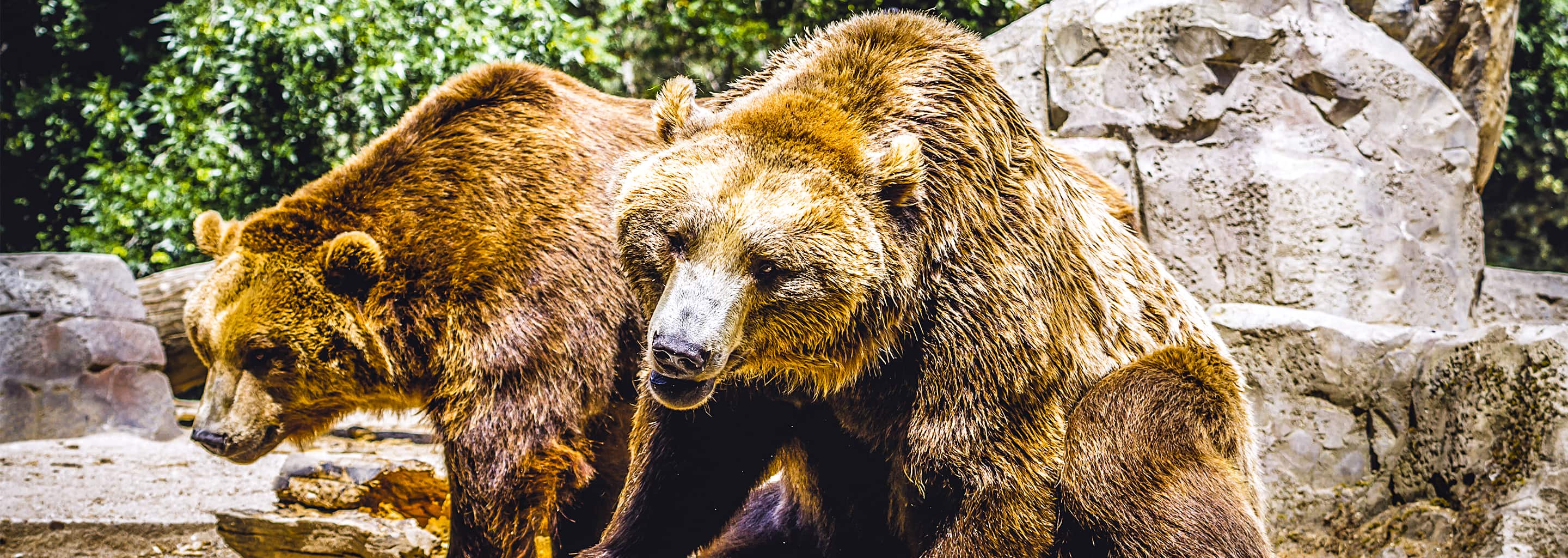 Two grizzly bears standing together in a rocky wildlife habitat, close-up brown bear nature scene.