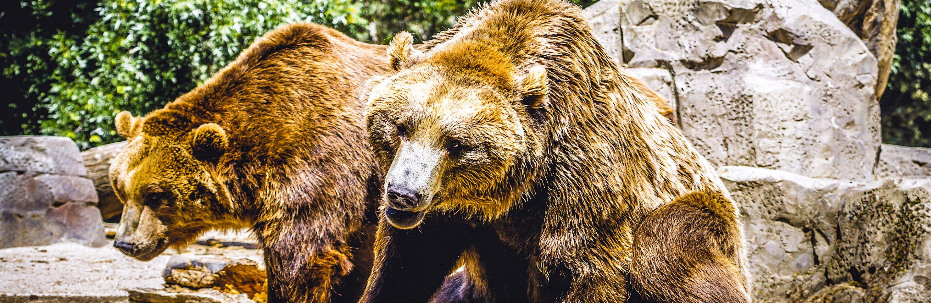 Anchorage Highlights & Zoo Adventure (Intransit)