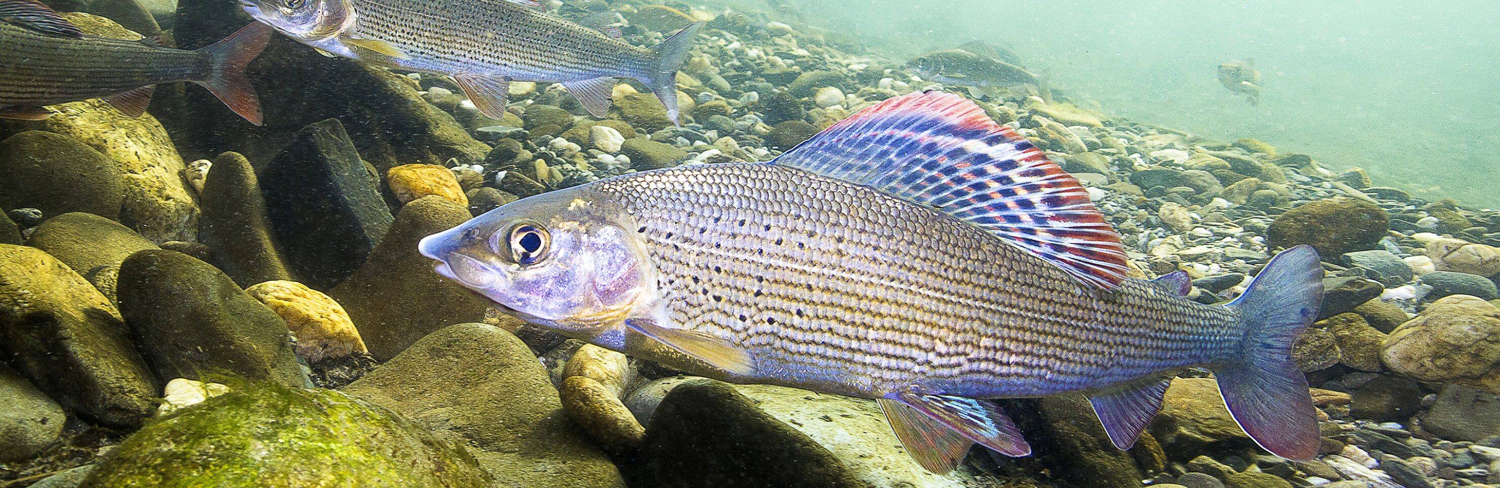 Denali Fly Fishing for Arctic Grayling (Half Day)
