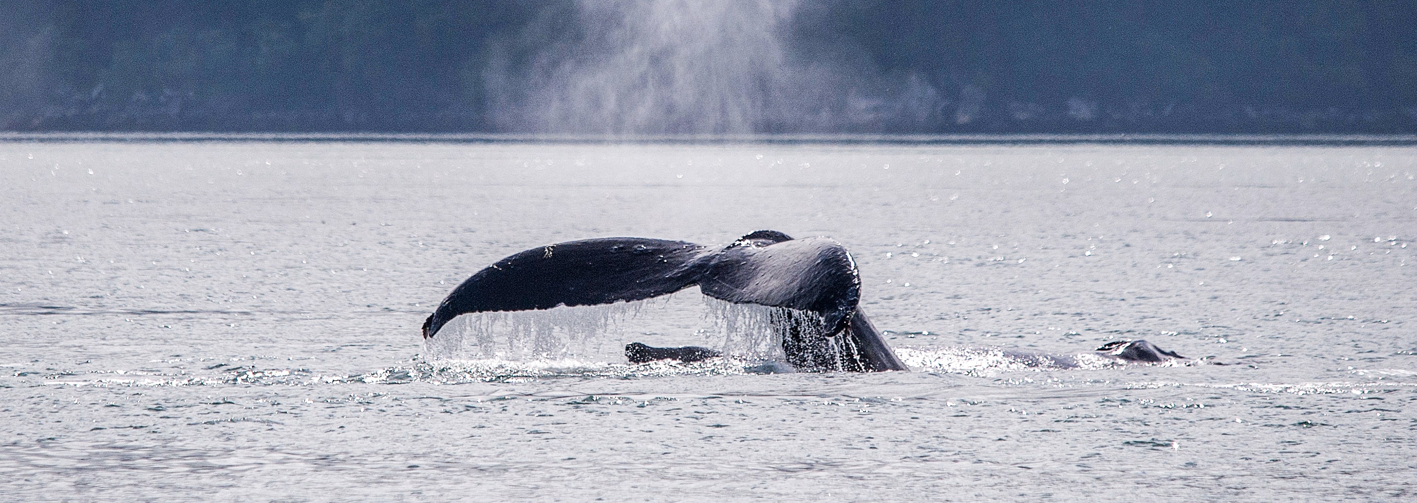 Whale’s tile seen on an Alaska shore excursion