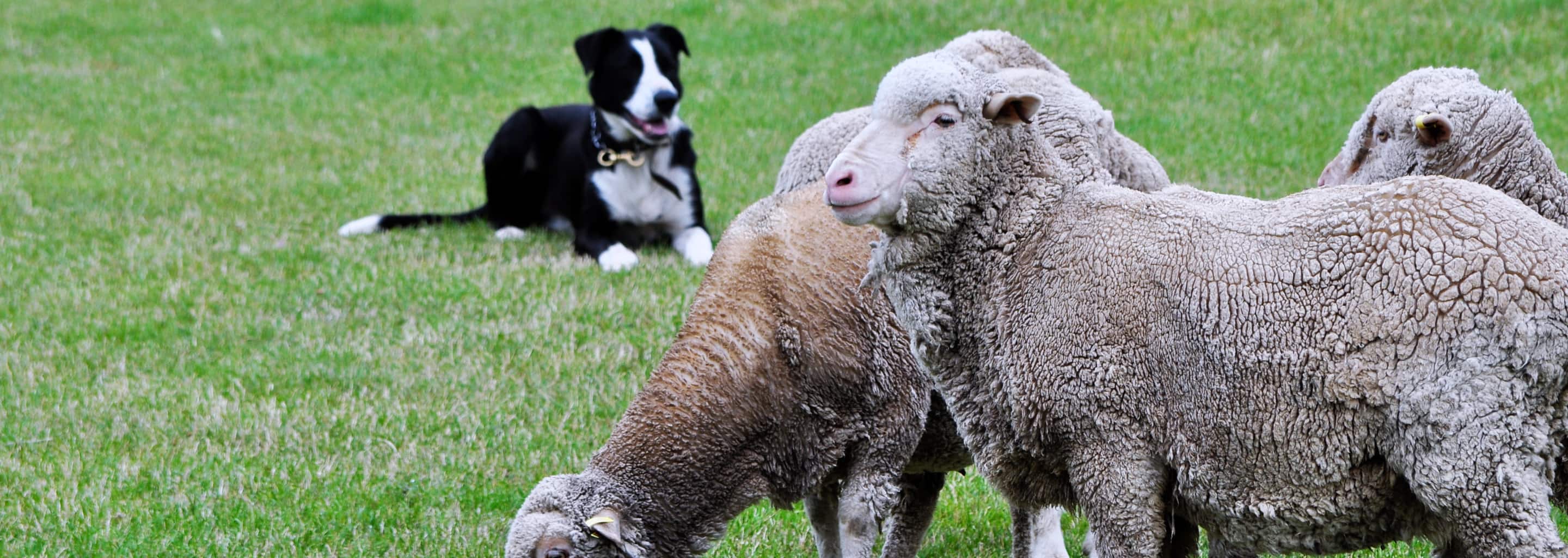 Banks Peninsula Hill Country Sheep Farm