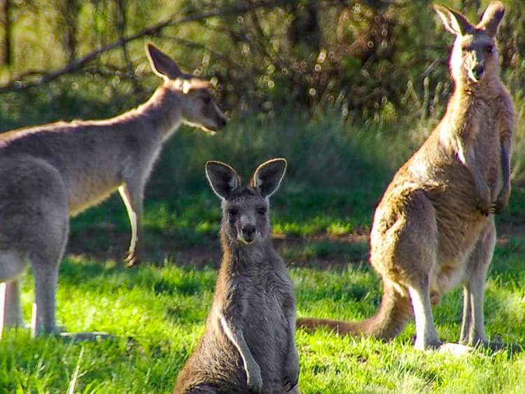 In the Wild! Kangaroos & Koalas