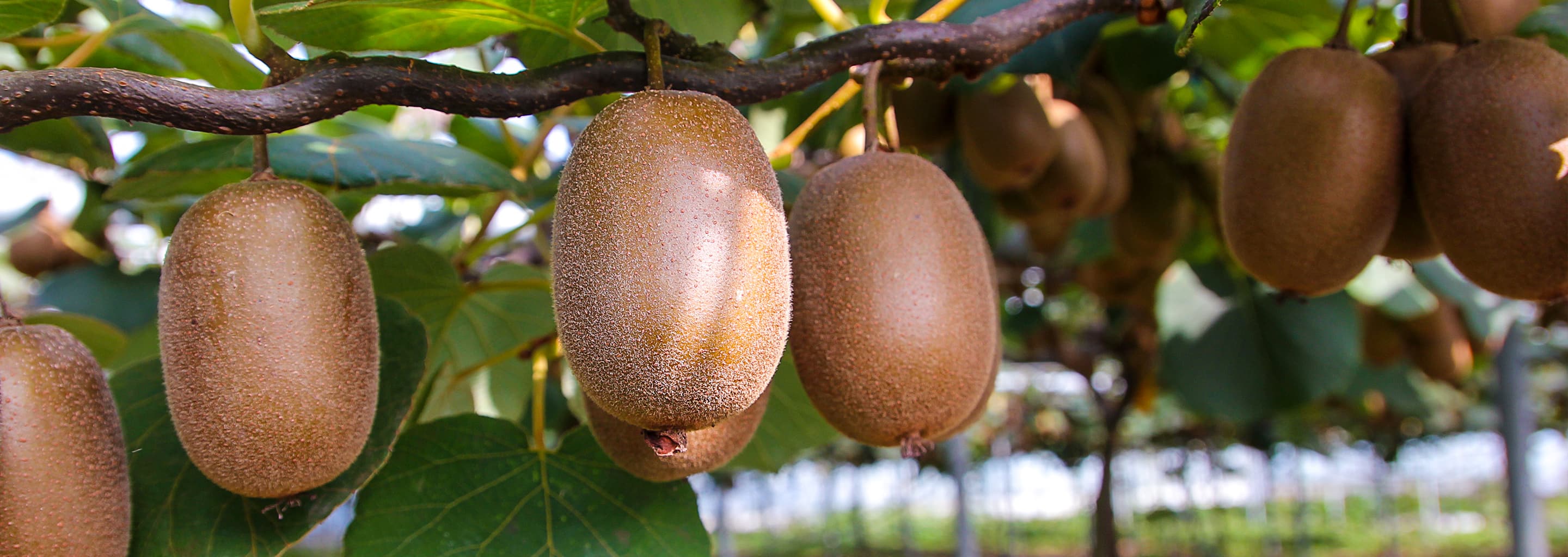 Kiwifruit & Tauranga Sights