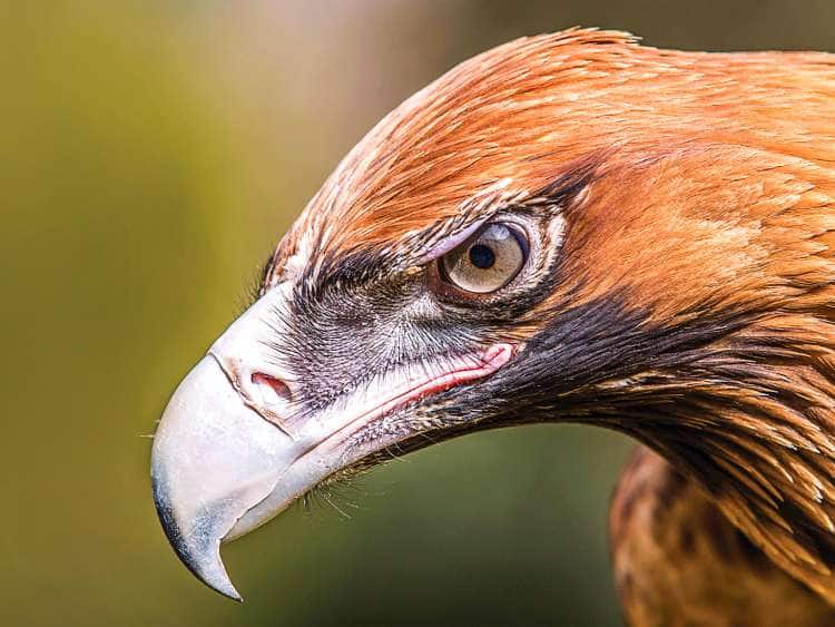Koala Walk Birds Of Prey Iconic Nature Sights