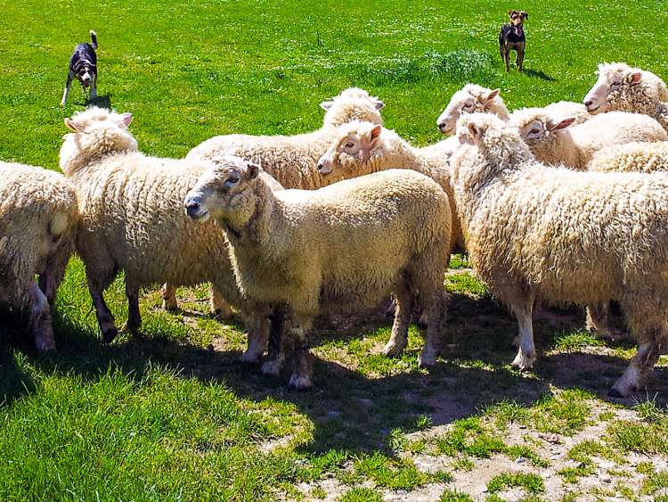 Marlborough Farm, Garden & Sheep RoundUp