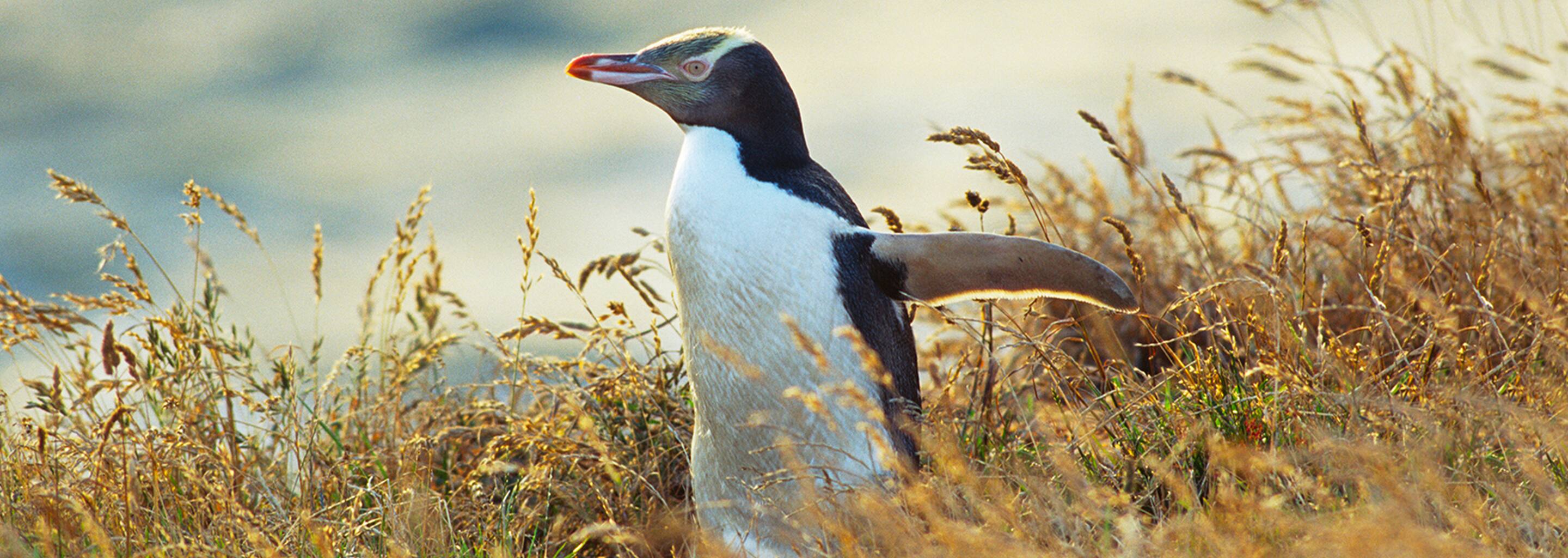 Otago Peninsula Yellow-Eyed Penguin Reserve