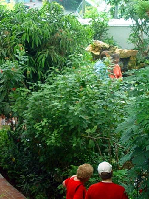 People exploring the butterfly conservatory aquarium while on a Key West cruise