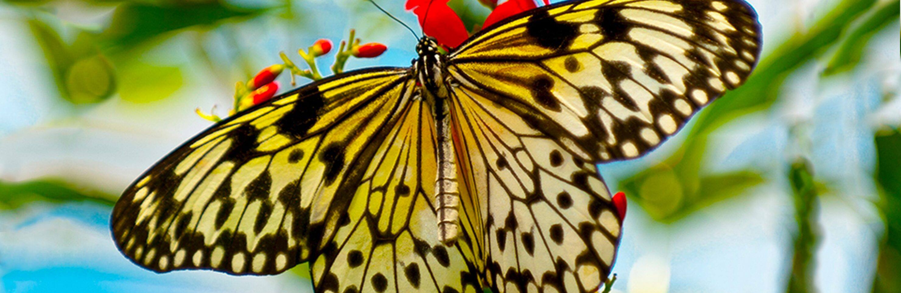 Butterfly Conservatory & Aquarium (Wheelchair Accessible)