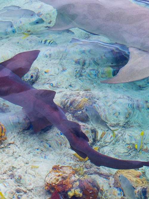 Sharks from a Glass bottom Boat on a Bahamas Cruise Excursion
