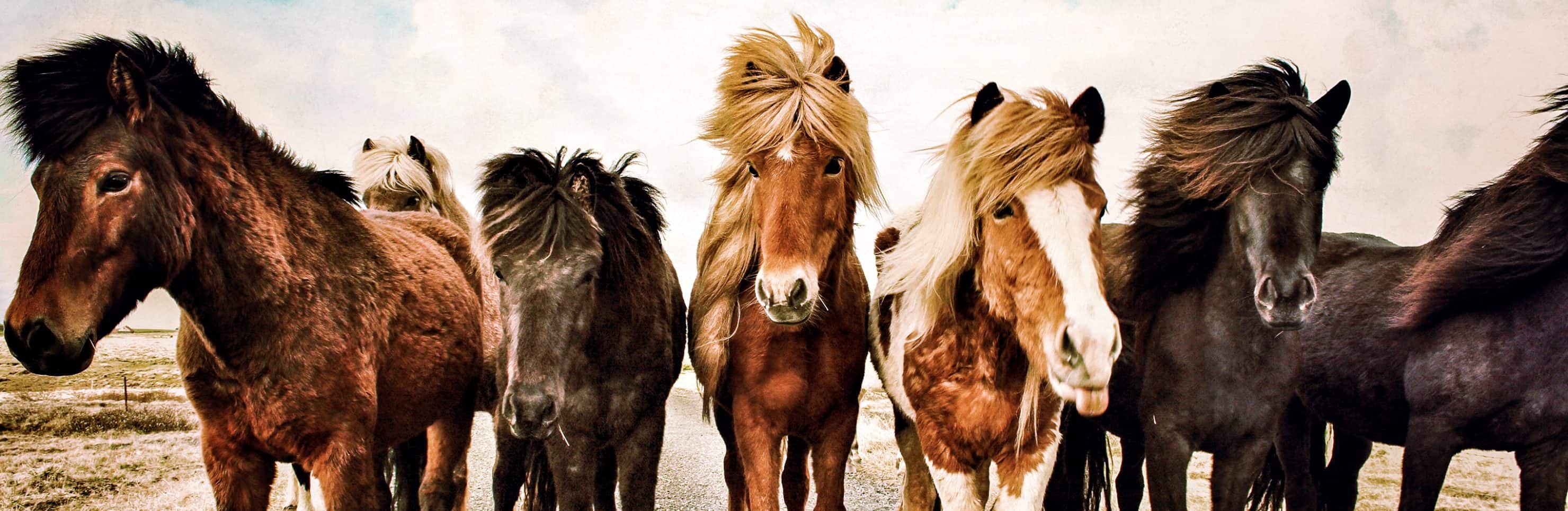 Golden Circle & Horse Show