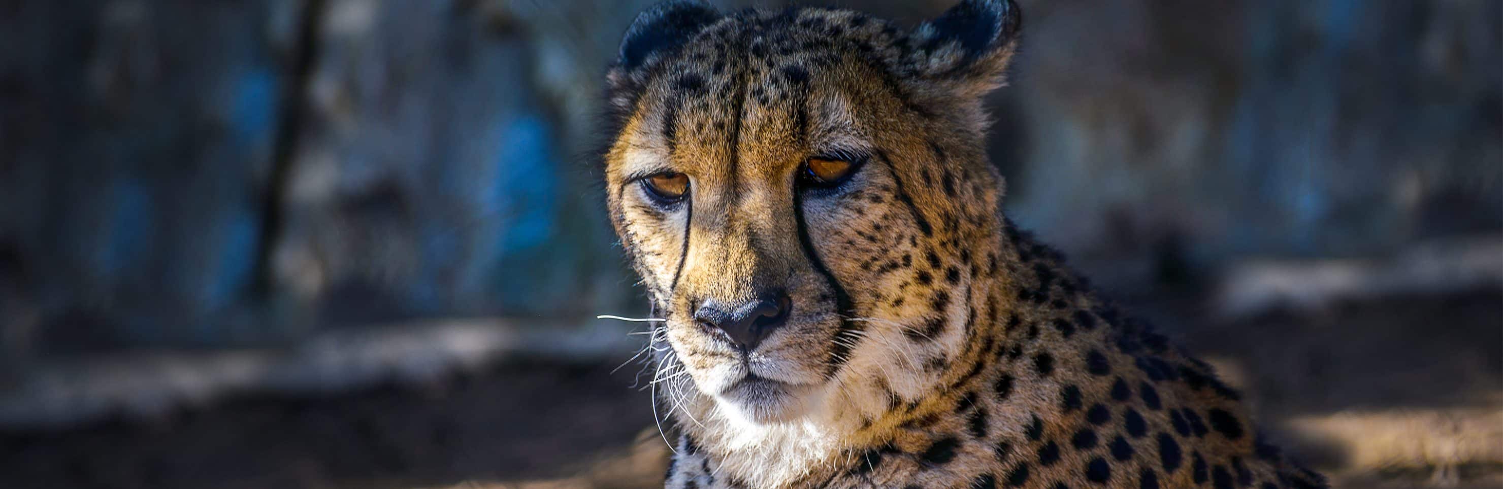 WorldFamous San Diego Zoo (Wheelchair Accessible)