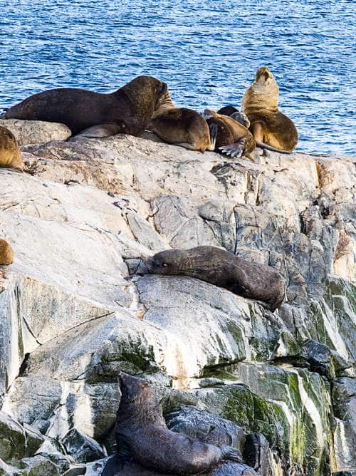 View of seals on rocks in Cabo San Lucas on a Mexico Cruise