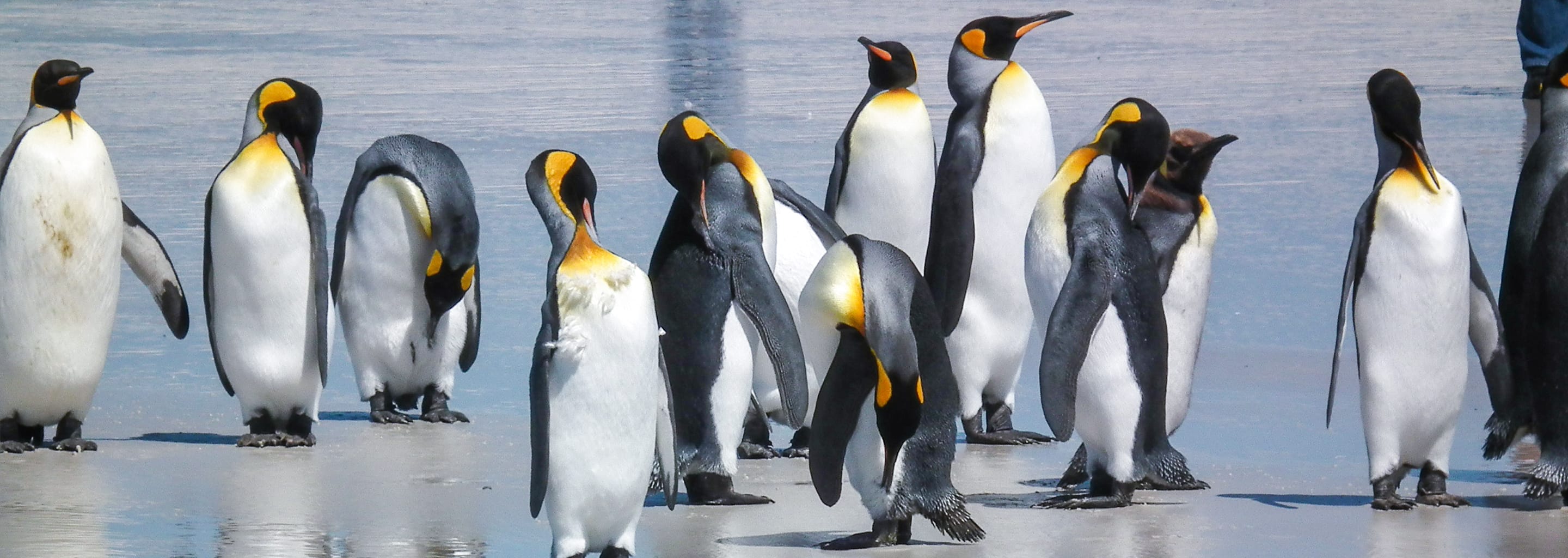 Volunteer Point King Penguin Rookery