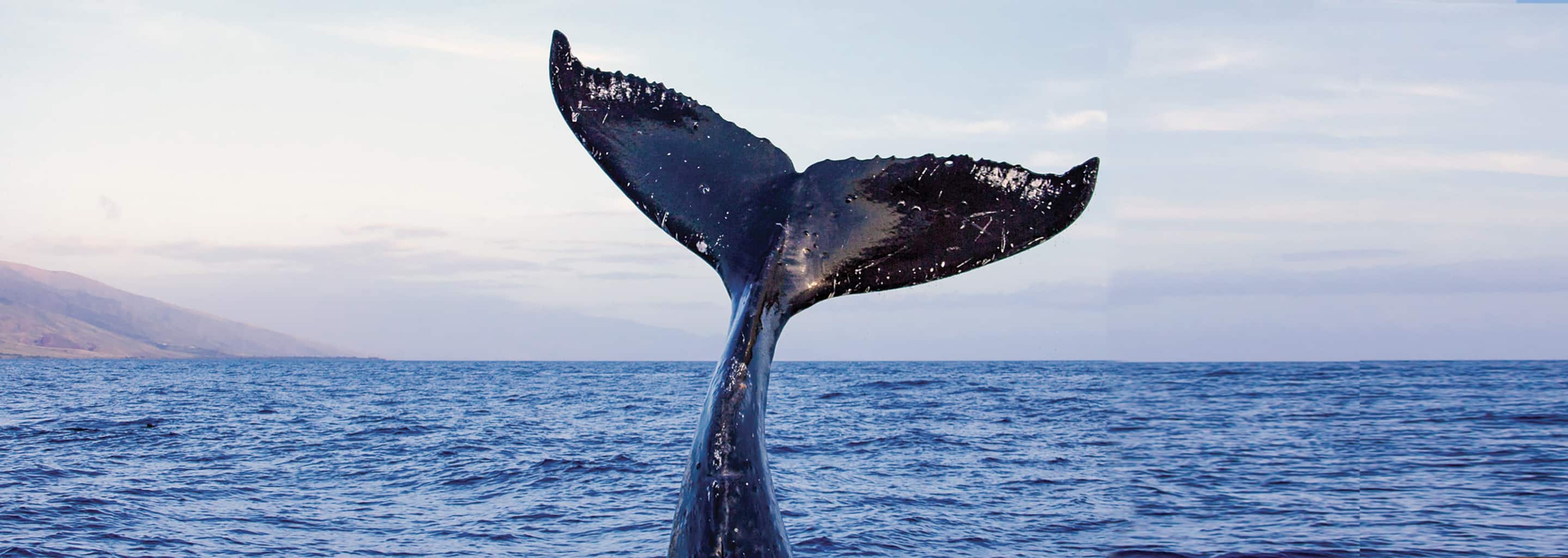 Shore Excursions and Tours for Quebec, Canada Holland