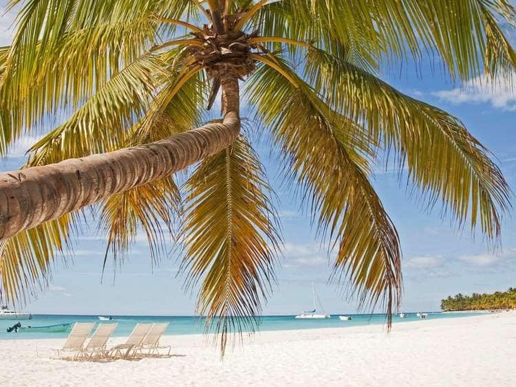 Palm tree on a beach in Santo Domingo