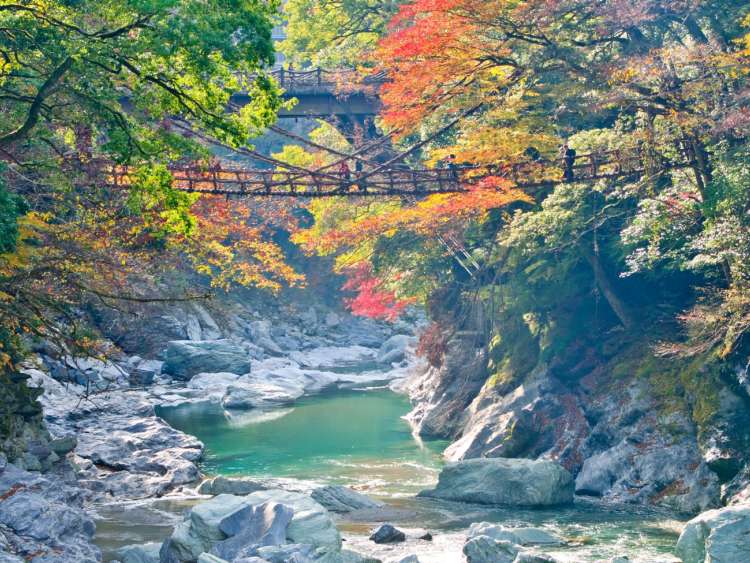 Fall foliage and suspension Kazura Bridge in Tokushima, Japan