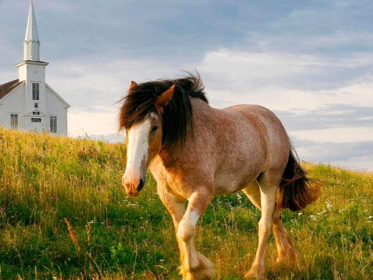 A picture of a horse in Sydney, Nova Scotia, Canada while on a Canada cruise excursion