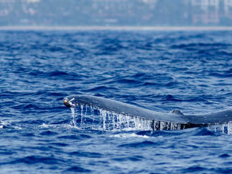 view of whales off coast of Hawaii
