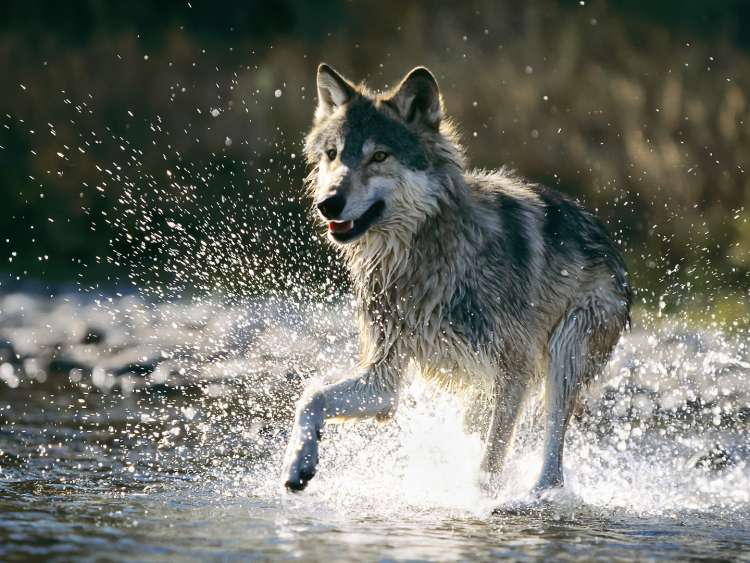 View of a Grey Wolf splashing across a creek in Alaska