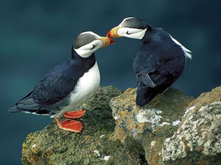 A pair of puffins perch on a rock on St. Peter Island in Alaska