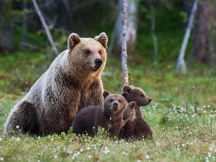 Mother grizzly with her cubs in an Alaskan meadow