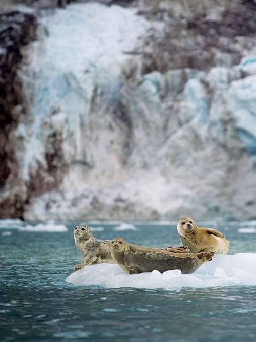 Seals on ice flow in front of glacier
