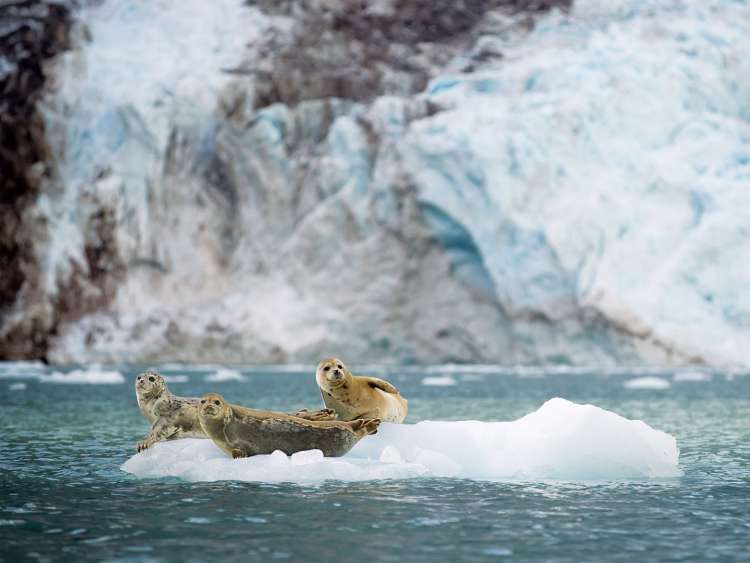 View of three seals resting on floating ice in front of a glacier in Alaska