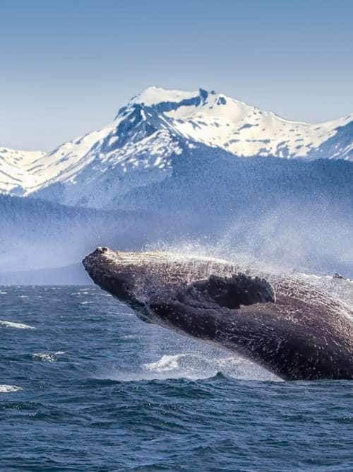 Humpback whale breaches the water in Alaska