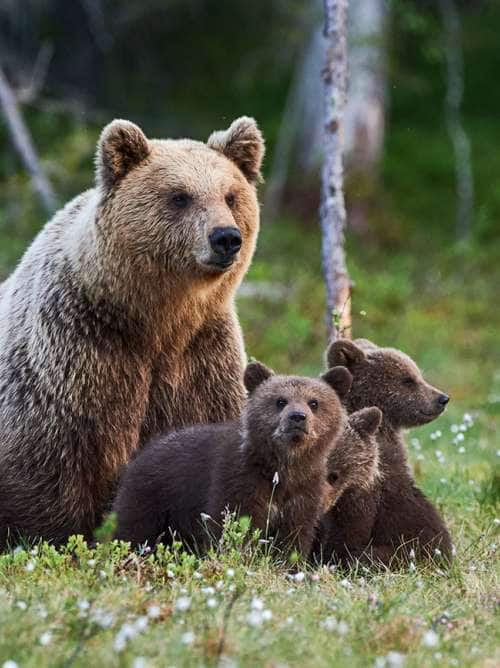Mother brown bear with three cubs in the Alaska wilderness