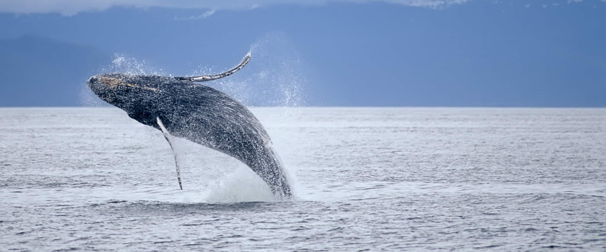 View of a humpback whale breaching off the coast of Alaska