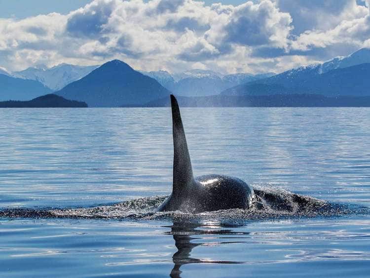 orca breaching in Alaska's inside Passage
