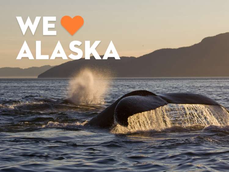 Best Cruises to Alaska AllInclusive Award Winning Holland