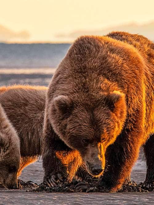 Bear and her cubs seen on an Alaska Tundra Wilderness Tour in Denali National Park