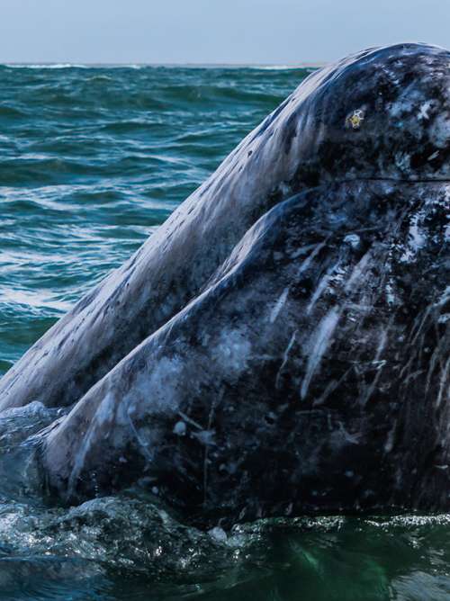 View of a gray whale off the coast
