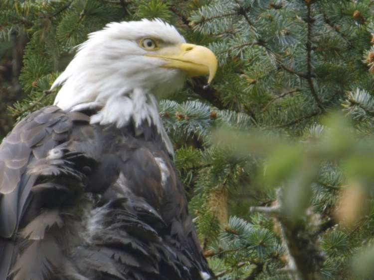 Haines Eagle Preserve Float & Wildlife Quest