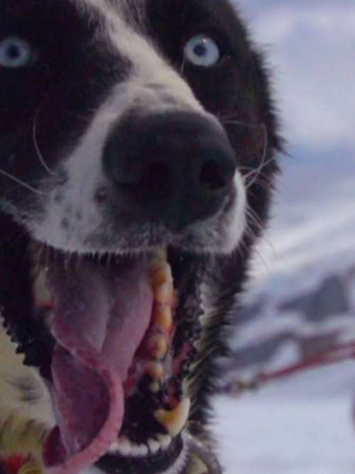 Juneau Dog Mushing