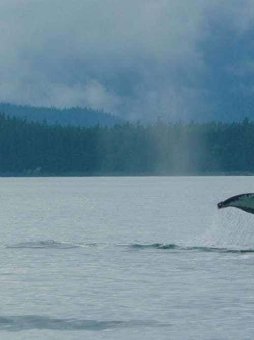 Juneau Whale watching