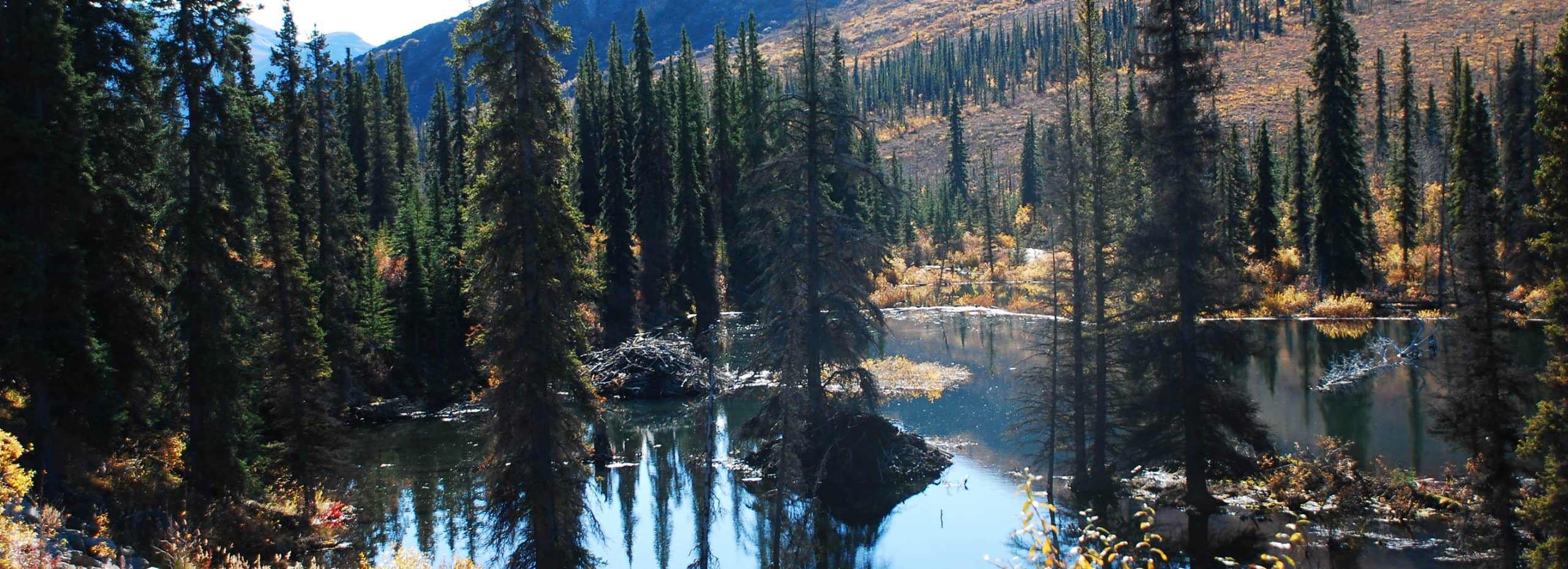 Beaver Creek, Yukon