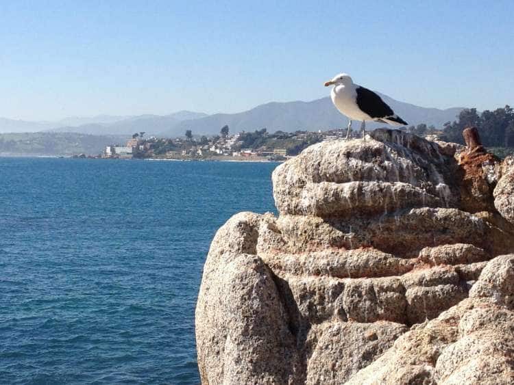 A seagull overlooking the water with San Antonio (Santiago), Chile in the background while on a cruise to South America