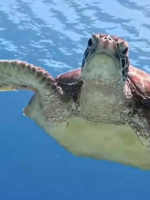 Sea Turtle swims in the Caribbean Sea