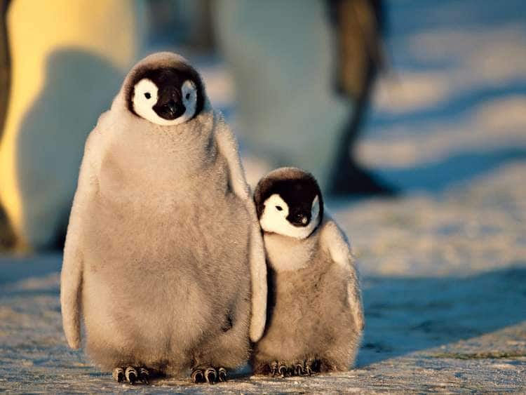 antarctica penguins