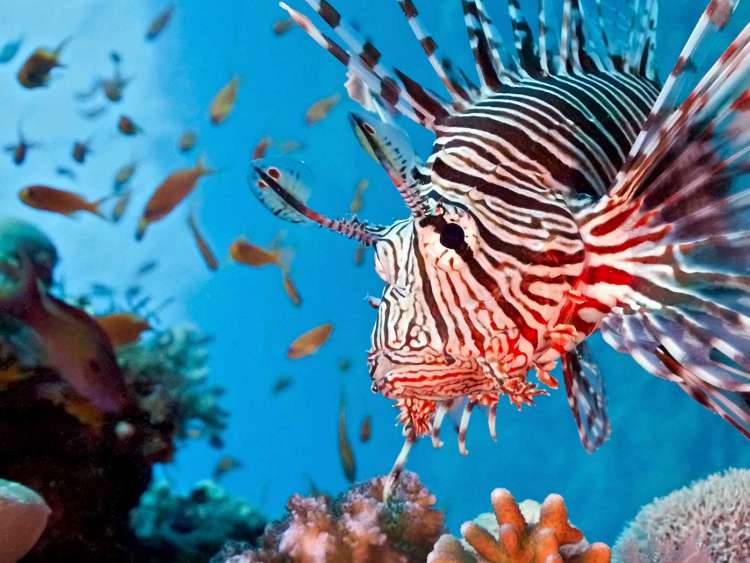 Colorful exotic fish and coral reefs in bright blue Caribbean water