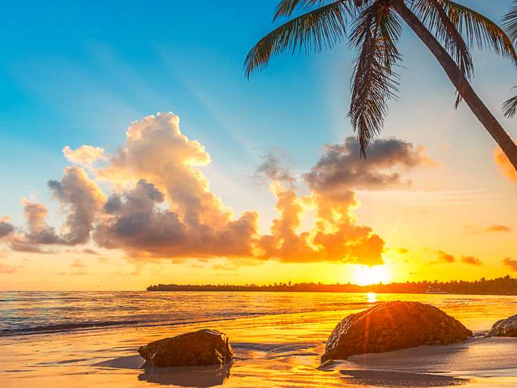 Caribbean beach sunset with palm trees